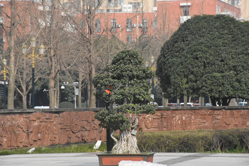DSC_1081_副本